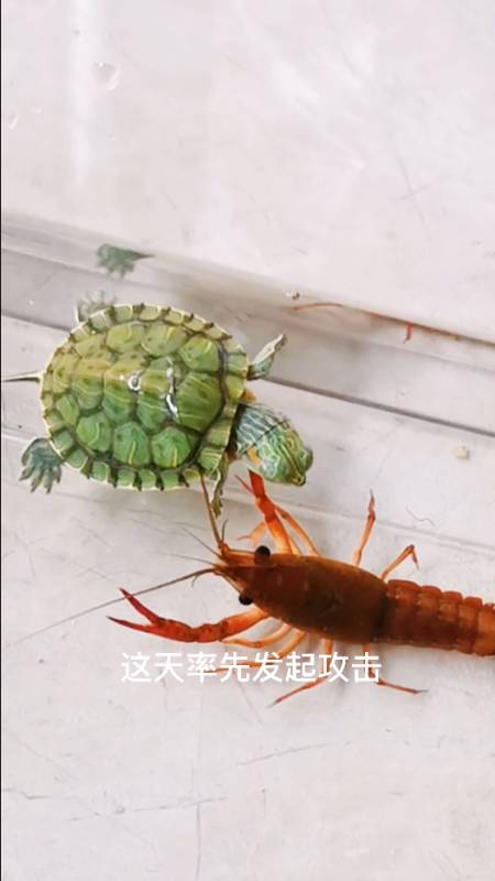 萌宠故事#小乌龟大战小龙虾,第八集-度小视