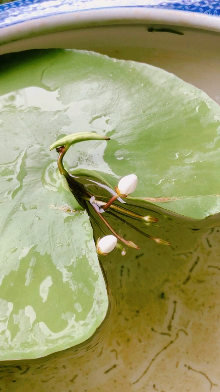 夏日旅行目的地#一叶莲,花苞出来咯!