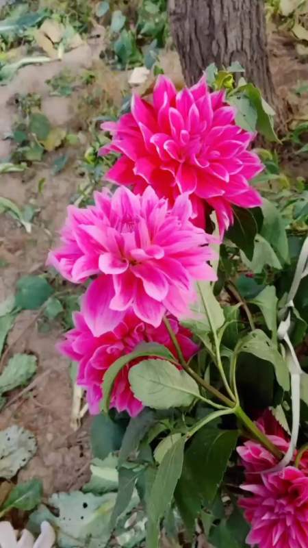 大家早上好看我的大花儿漂亮不让冻没冻死太漂亮了