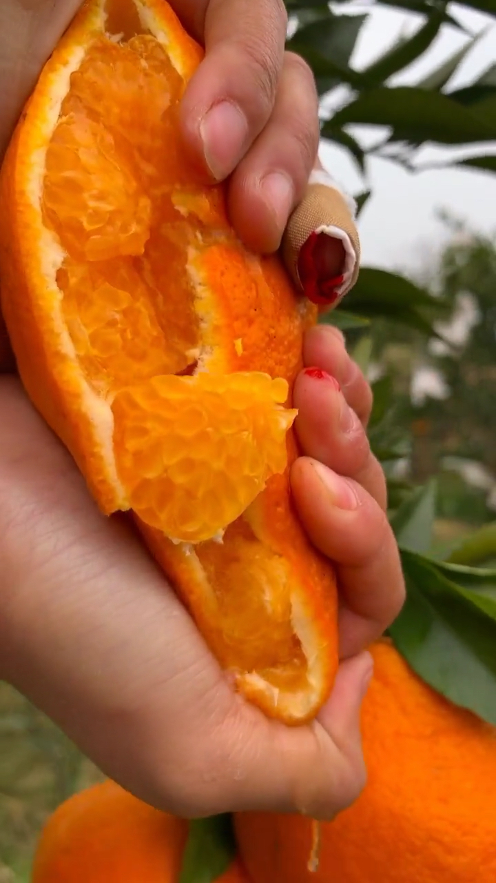 新年新气象#最胖的耙耙柑,跟我走带腻吃水果