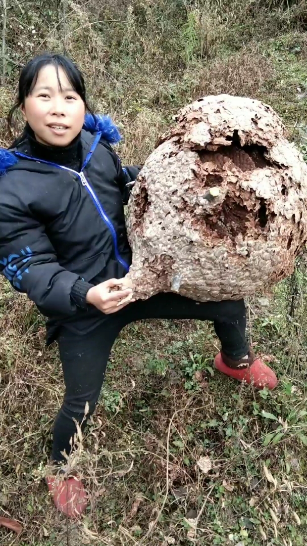 你们猜的对巨大马蜂窝多半是牛屎做的