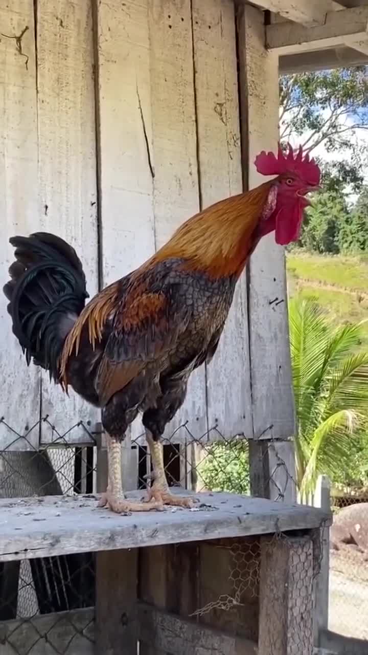 公鸡打鸣,最后这是肺活量不够了吗