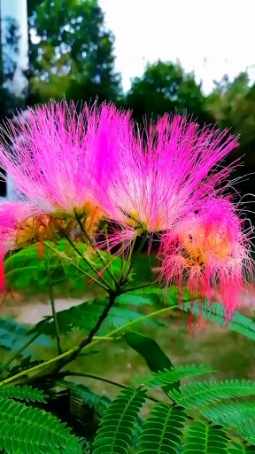 合欢花象征夫妻恩爱