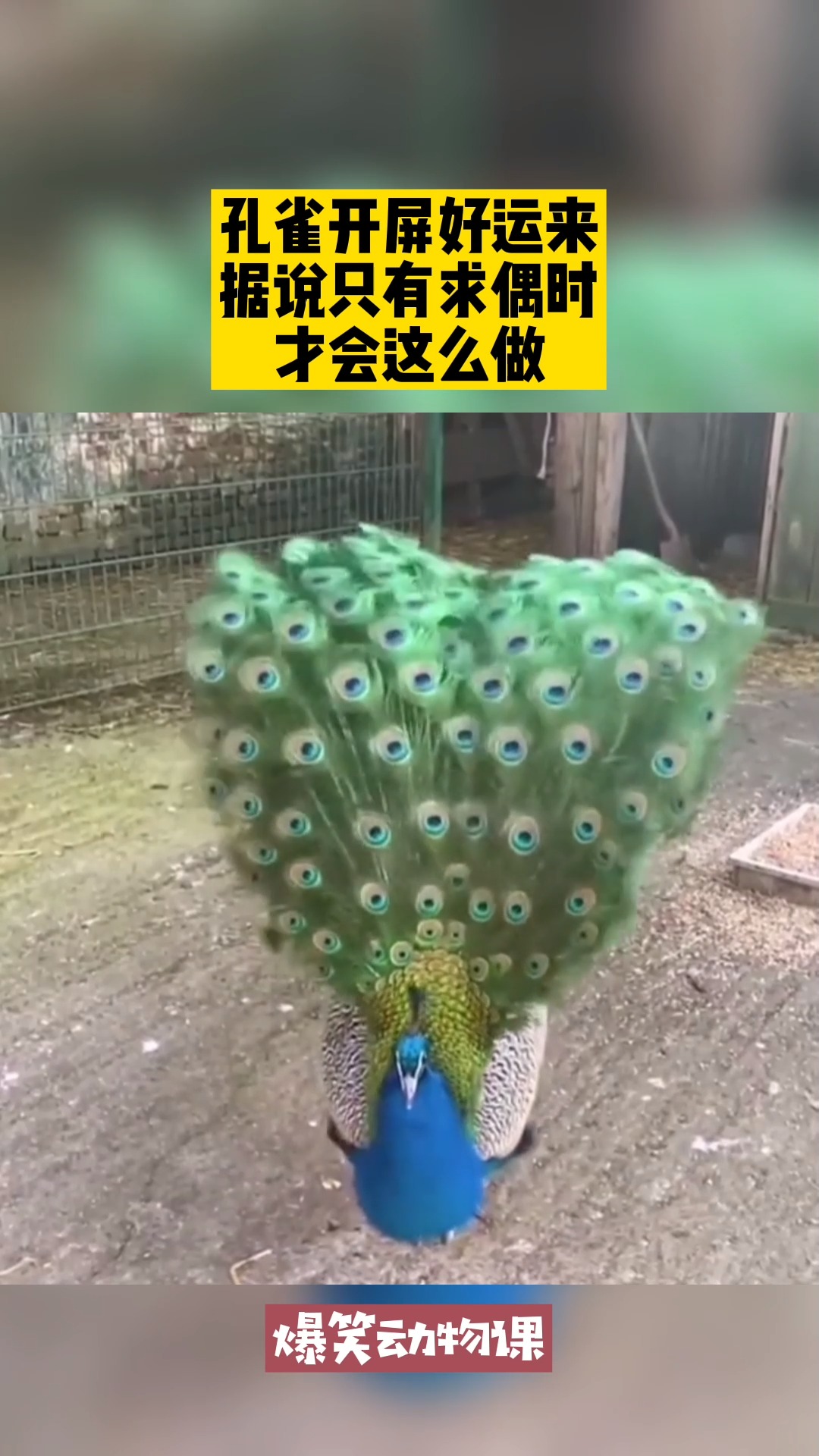 我要上热门#孔雀开屏好运来,据说只有求偶时,才会这么做
