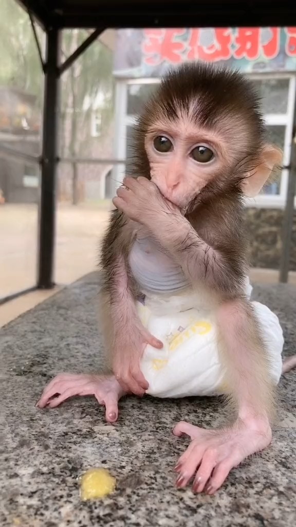 萌宠猴子皮皮太豪横了居然从手里抢吃的