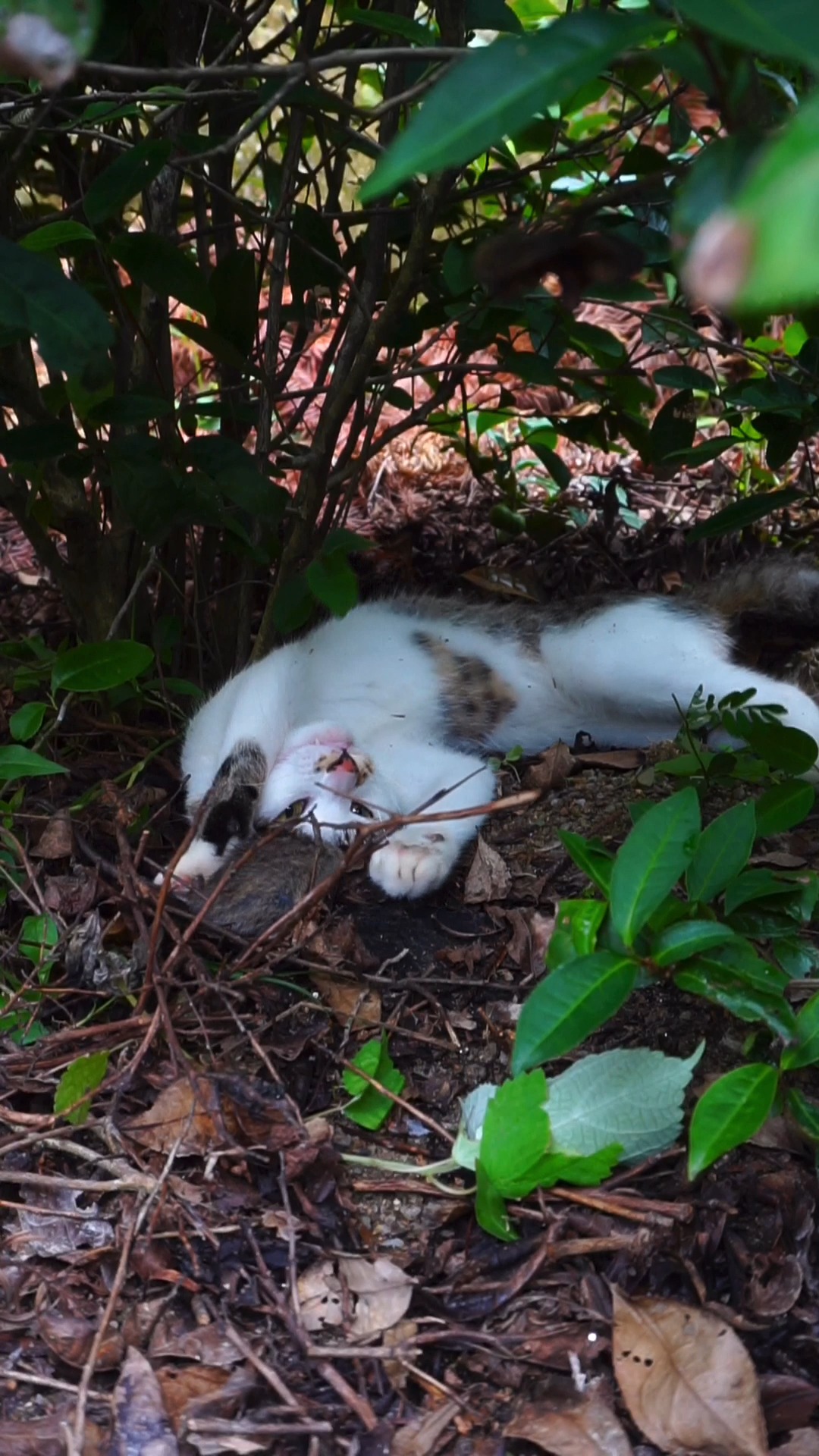 雪狸:看起来很好吃的样子 吓唬你呢 能吃你吗 真是的