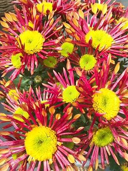 最特别的菊花美人菊早安新天愉快