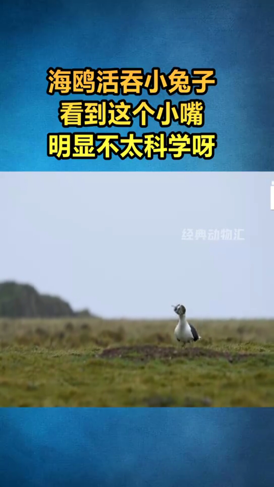 海鸥吞小兔子,这么小的嘴是怎么做到的呢