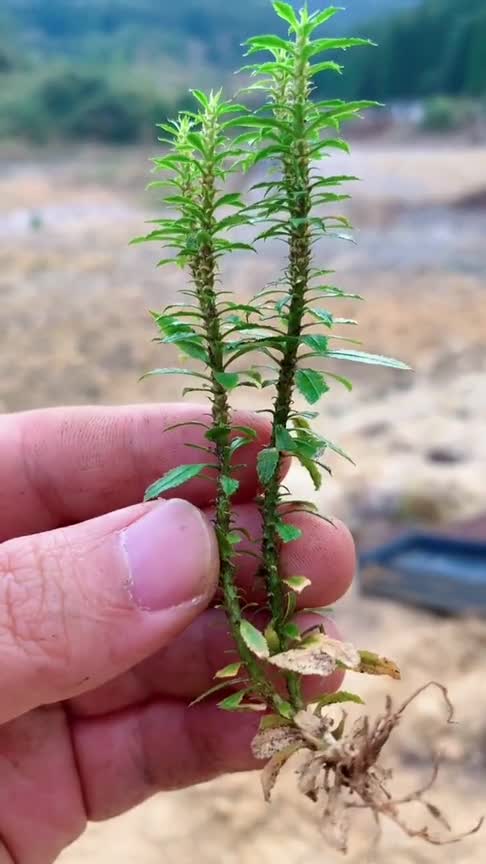 30年才长十几厘米的蕨类植物蛇足石衫,我们当地也叫它千层塔!