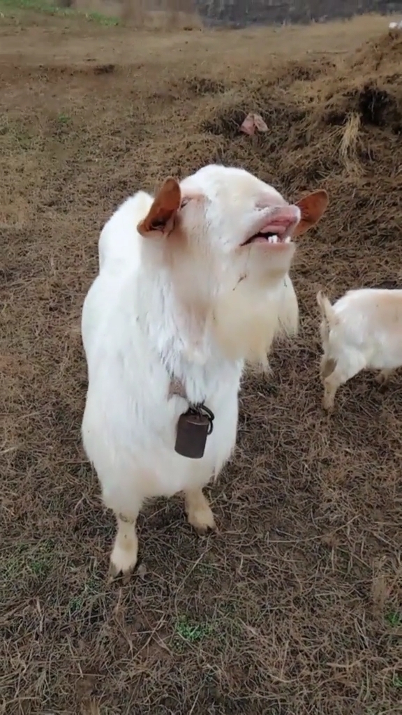 我家萌宠成精了#羊爷爷,你这笑的也太肆无忌惮了,笑的真美!