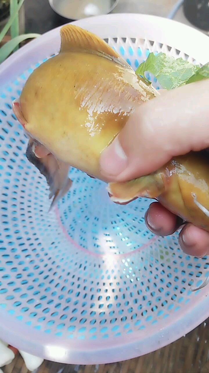 这个是什么鱼?金黄色