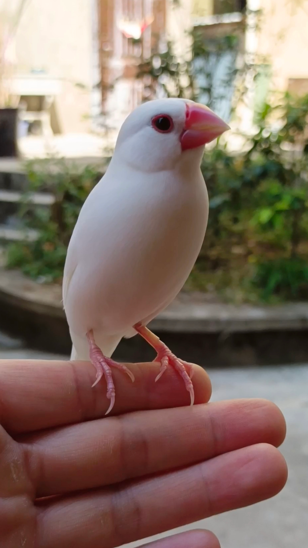 手养的文鸟在室外盘飞,就像掌中的回旋镖,高颜值和温顺并存