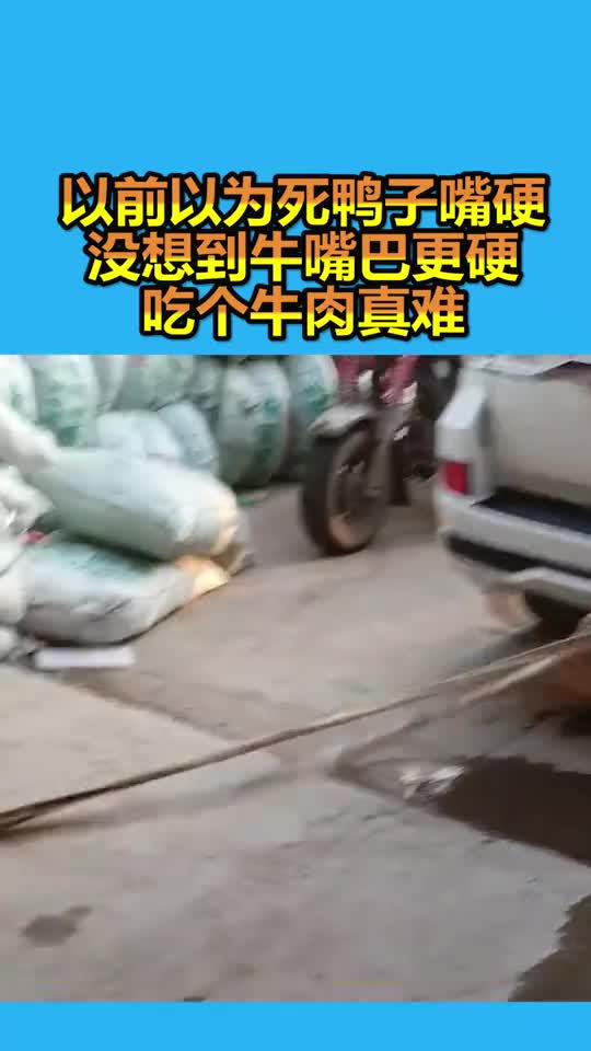 以前以为死鸭子嘴硬,没想到牛嘴巴更硬,吃个牛肉真难