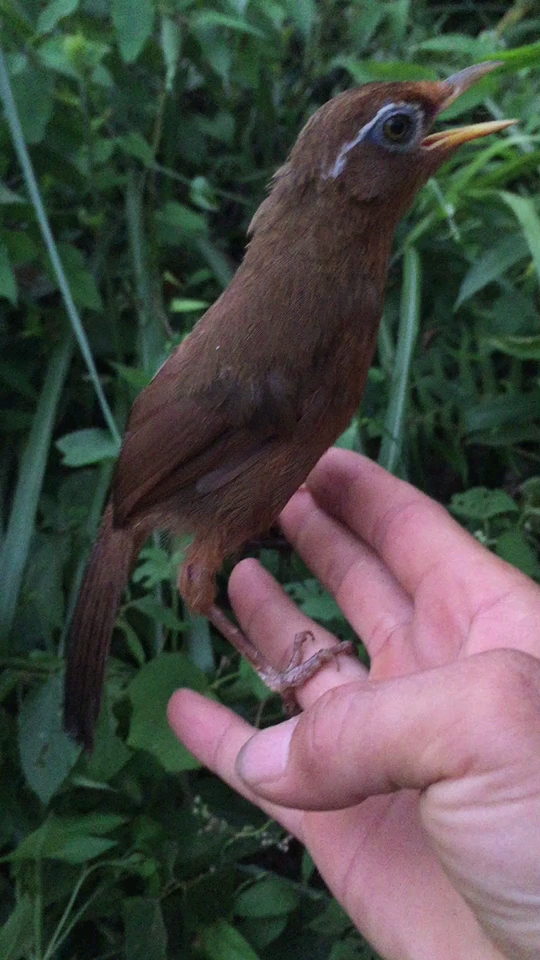 极品画眉鸟欣赏 是真还是假?