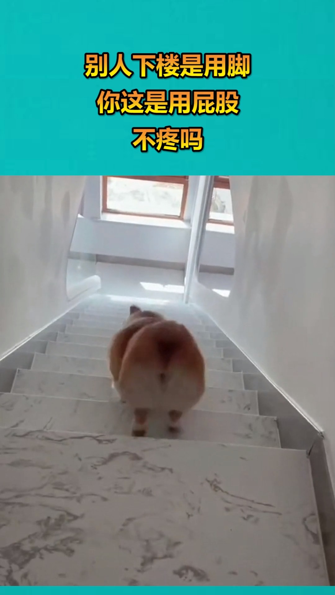 搞笑视频#别人下楼是用脚,你这是用屁股,不疼吗
