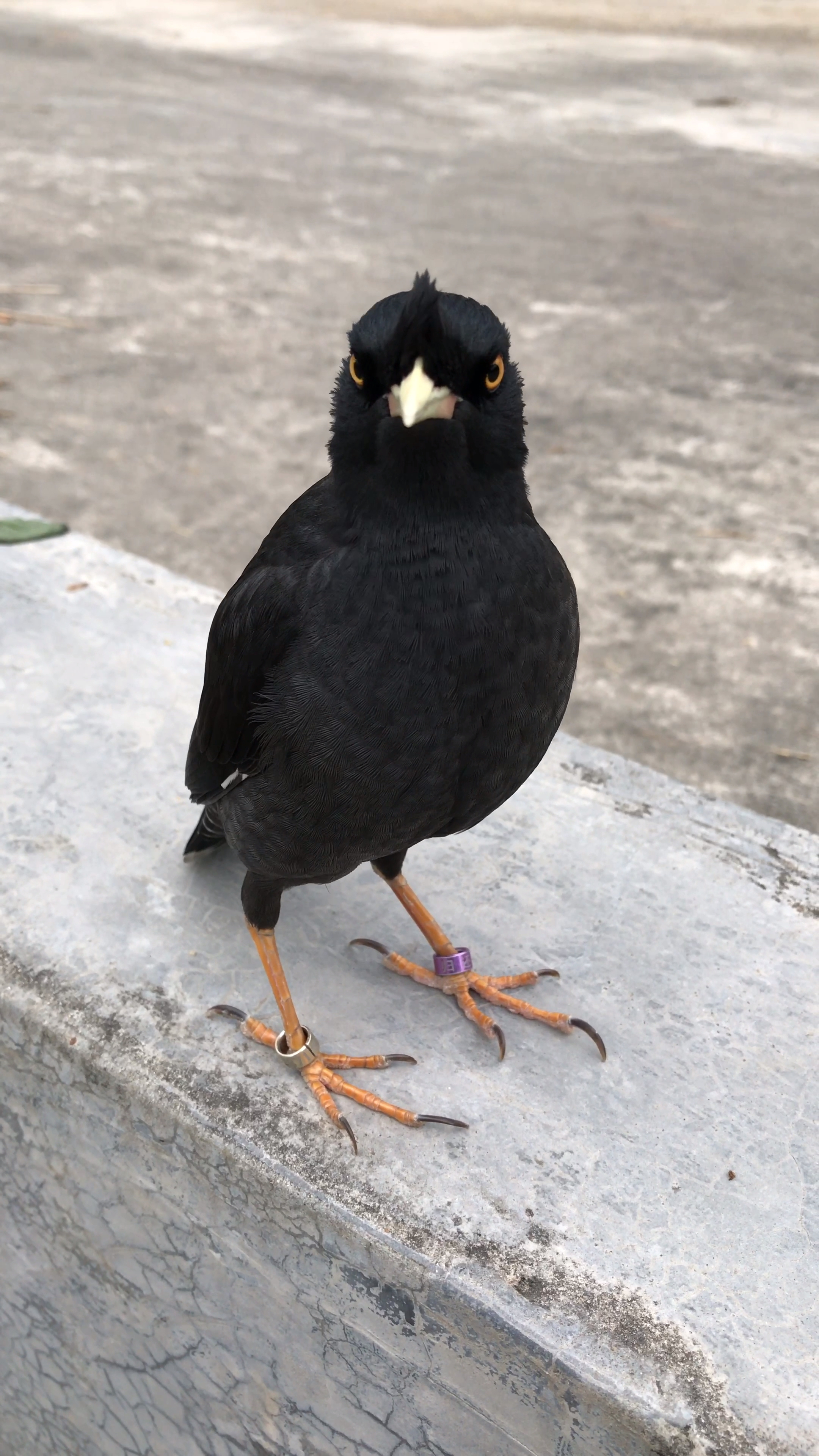 一只会跟人对话的八哥鸟成精了