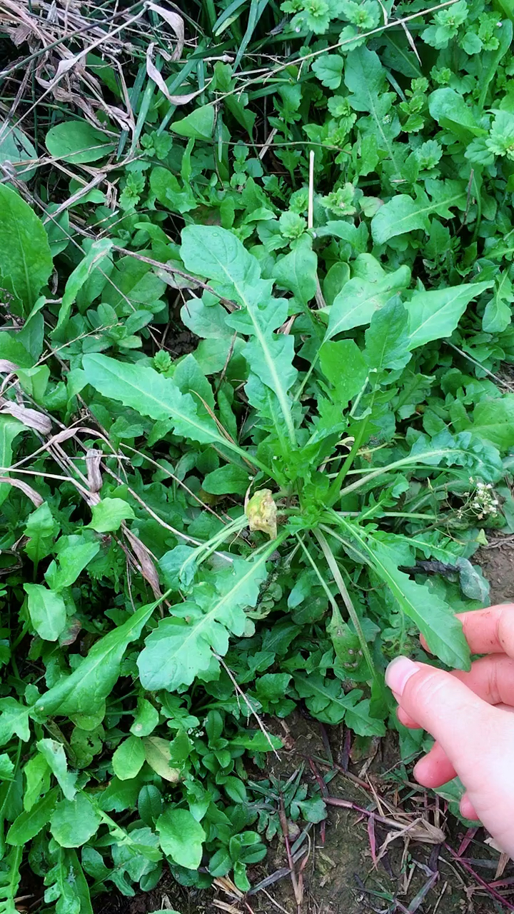 这个野菜包饺子非常香,又好吃,我们这叫地米菜,不知道你们那里叫啥名