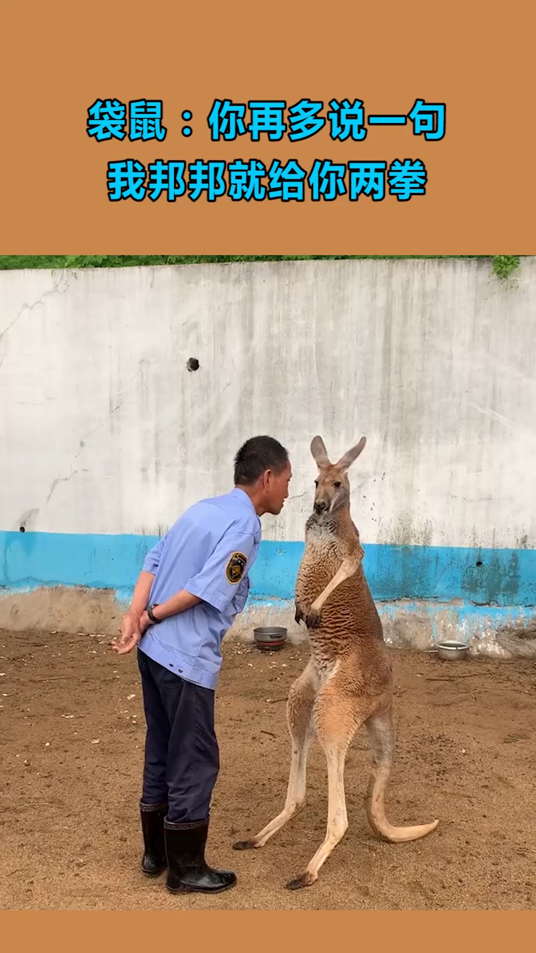 袋鼠你再多少一句我邦邦就给你两拳