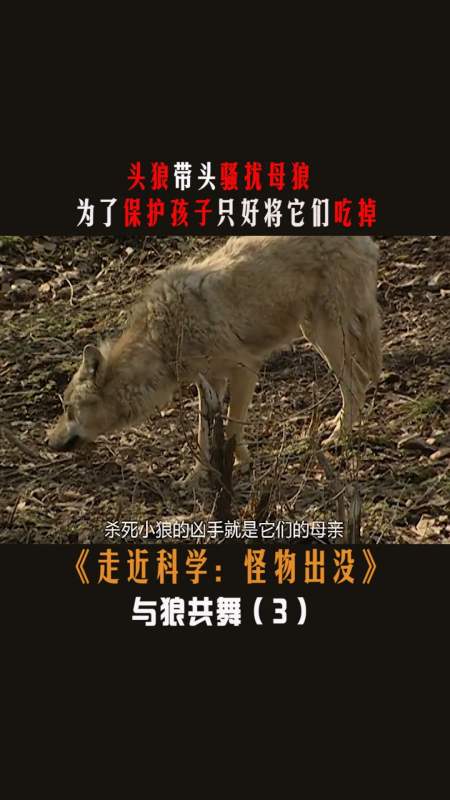走近科学#与狼共舞3:头狼带头骚扰母狼,为了保护孩子,只好将它们吞进