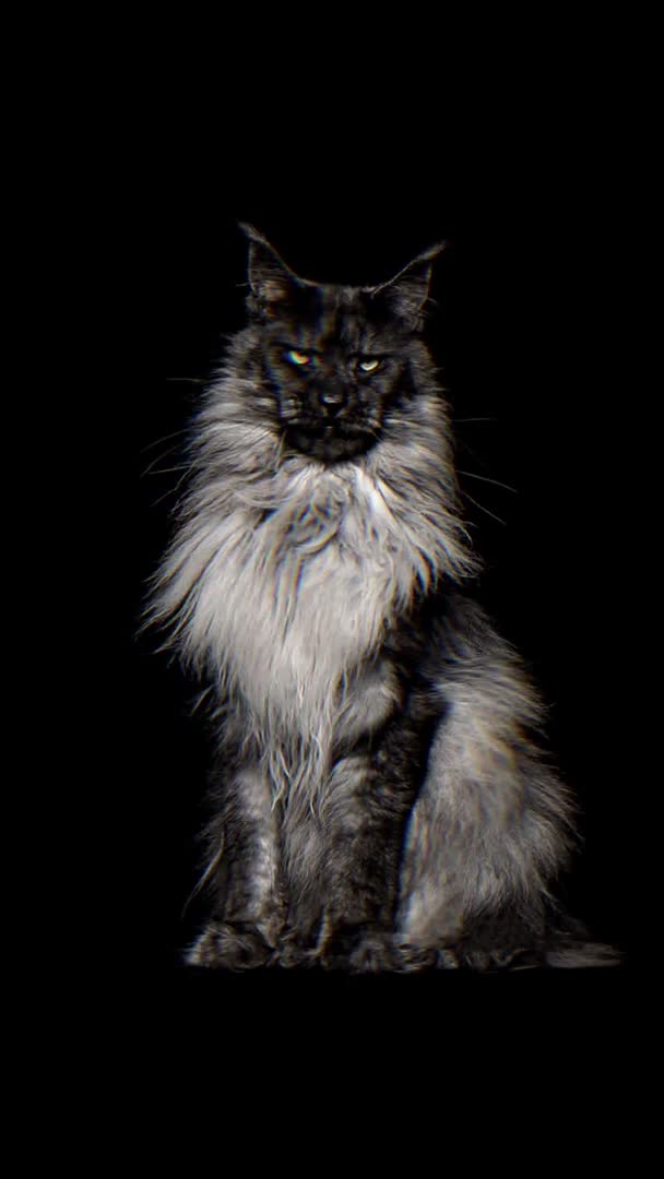 我要上热门#我们猫星人就是这么拽缅因猫帅爆了缅因猫