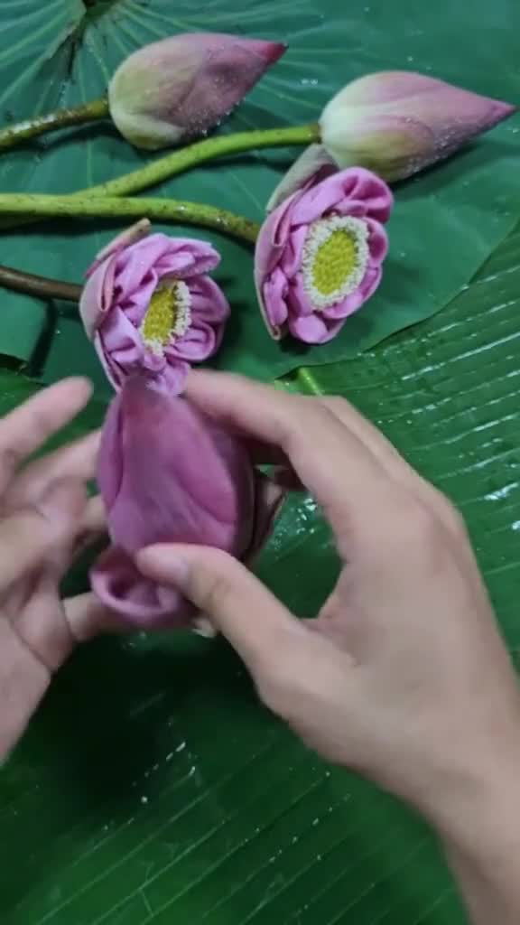 泰国是这样折莲花很简单你学会了吗