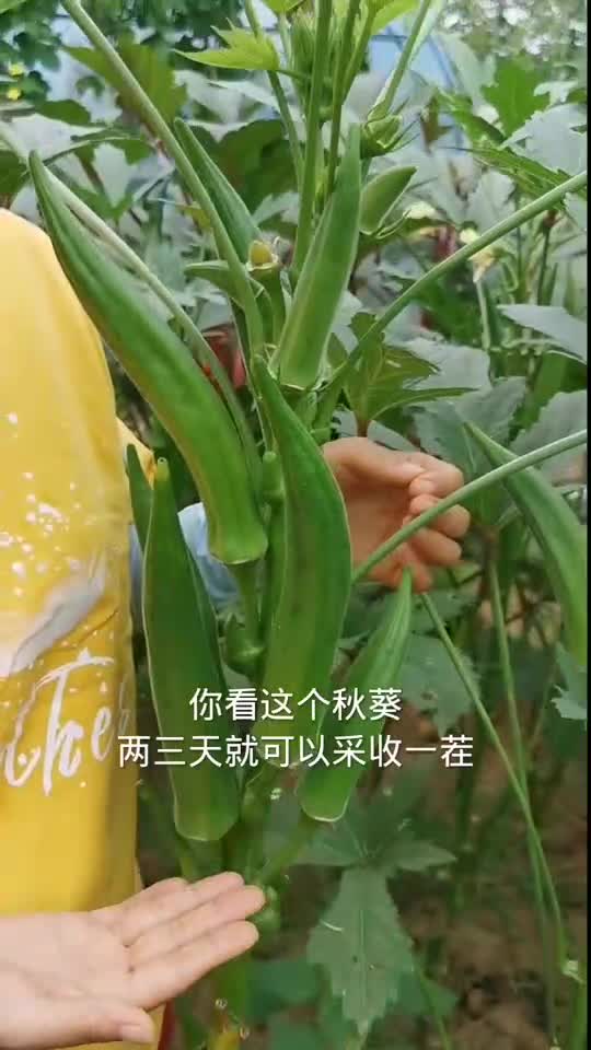 秋葵从30厘米左右就开始采摘,一直能长到两米多高,夏天种秋葵长的更快