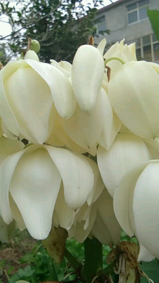 是叫铁剑吗,花挺好看第一次见呢