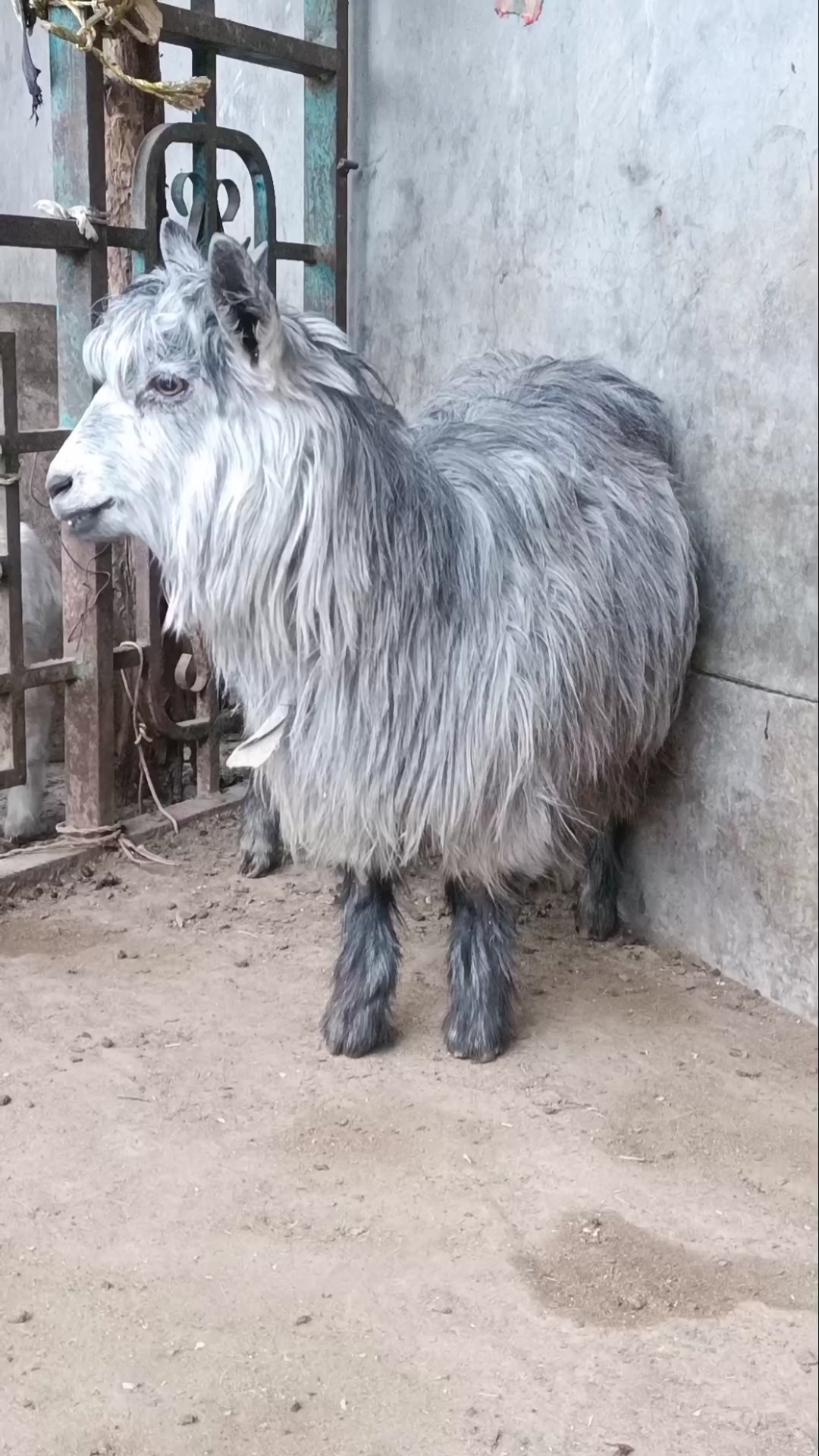 申请热门感谢全民小视频#这是鲁西南纯种青山羊,繁殖快,下羔多,申请