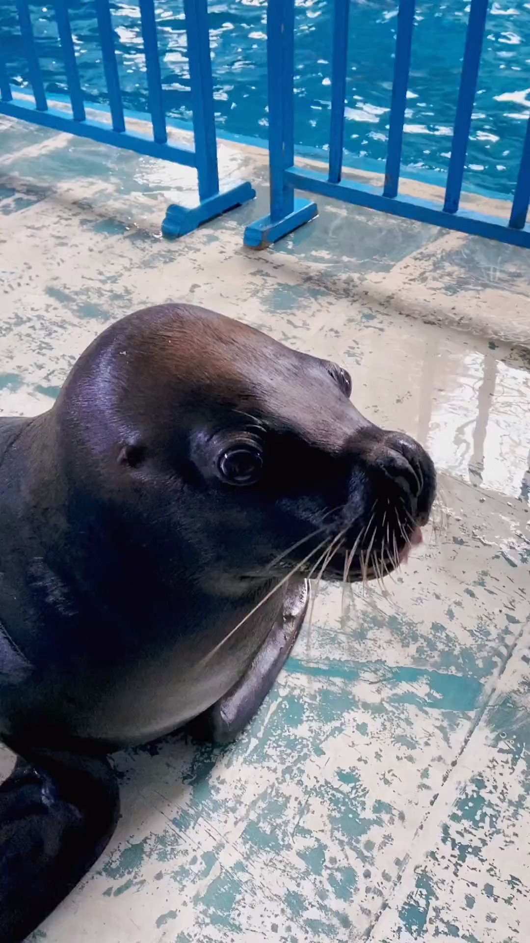 海狮宝宝  独门绝技