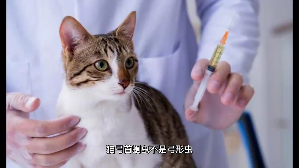 猫弓首蛔虫是弓形虫吗?