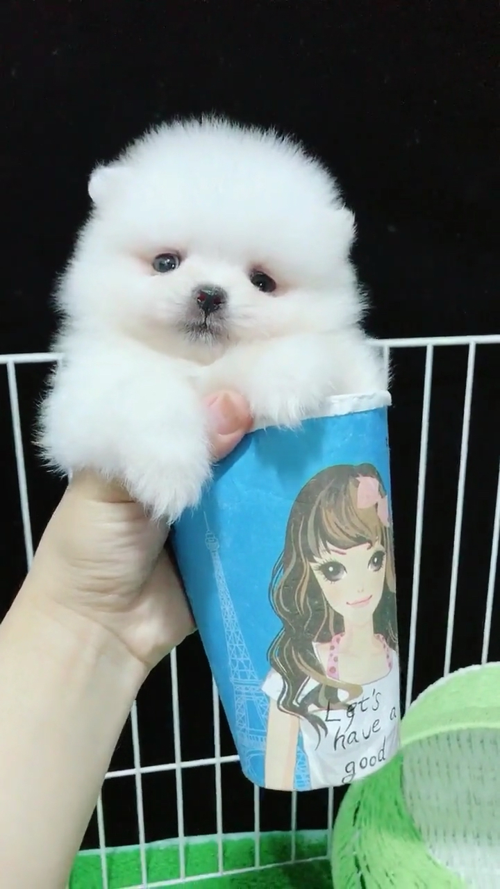 我想有个家,一个纸杯就够了