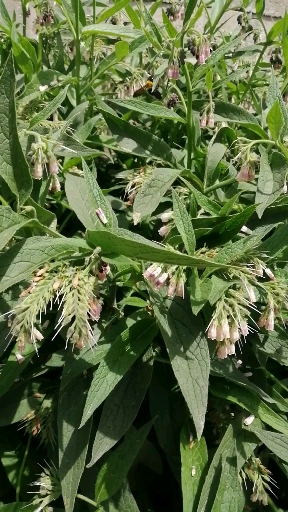 蜜源首选植物:牧草之王俄罗斯饲料菜