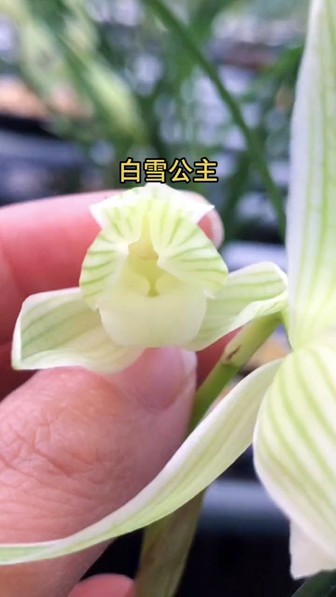 兰花#莲瓣兰白雪公主,开品一流.