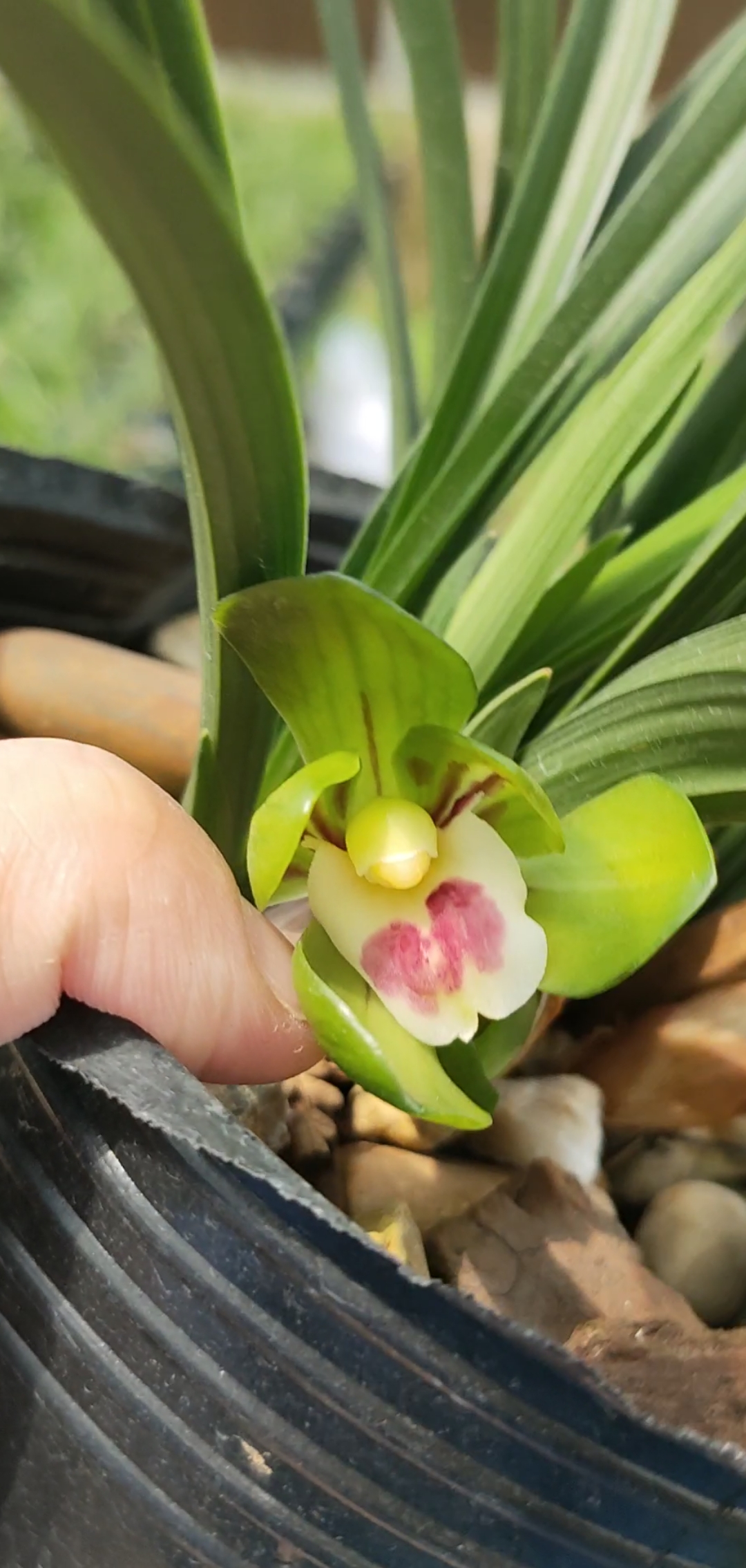 大团圆～春兰荷瓣多花苞喜欢的关注每天更新不一样的品种