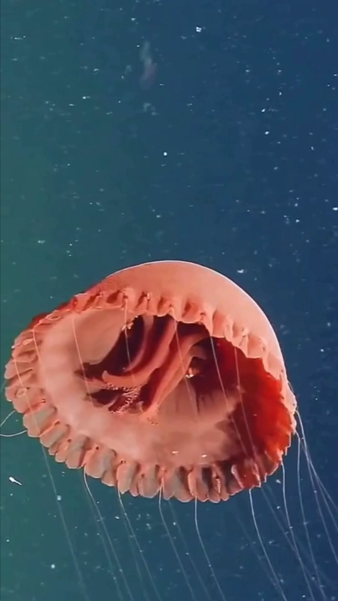 人类新发现的未命名水母