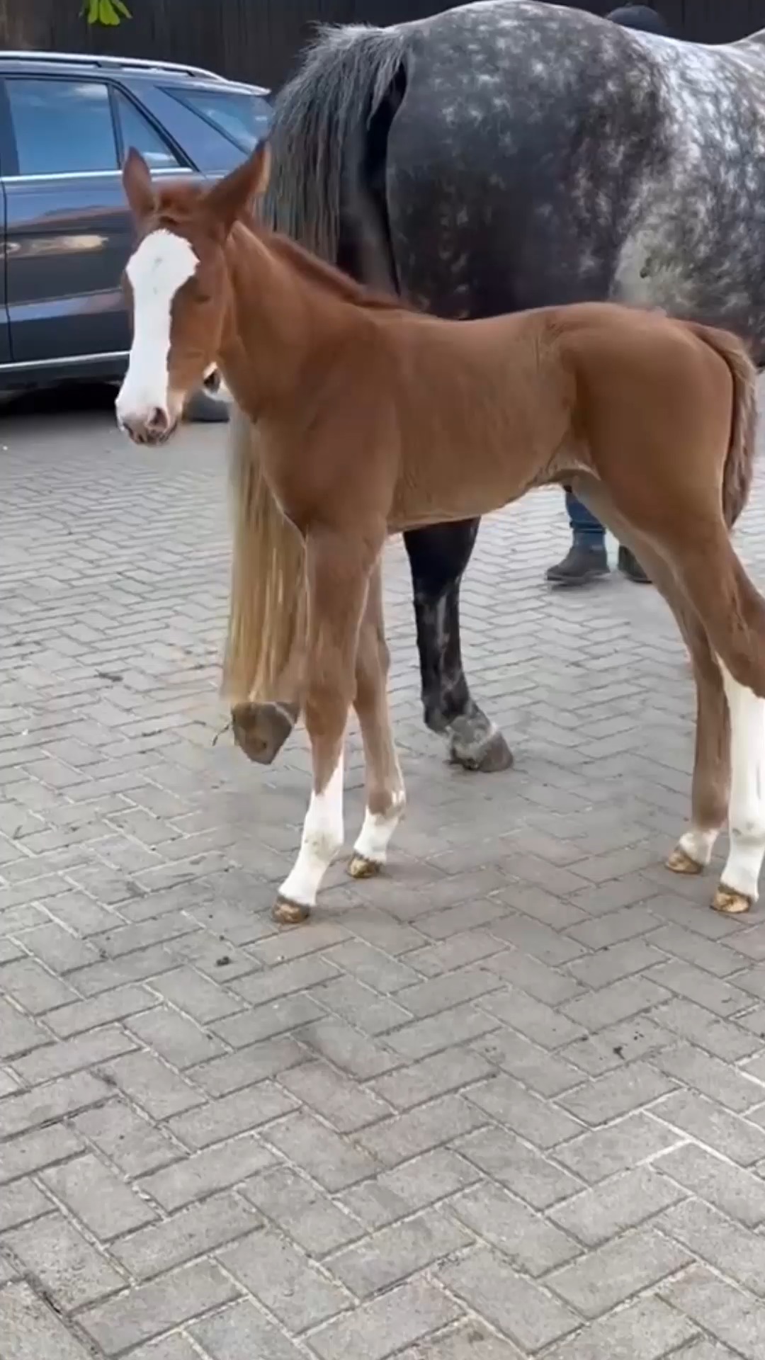 正宗的三花马,这体型简直完美,有钱都买不到!