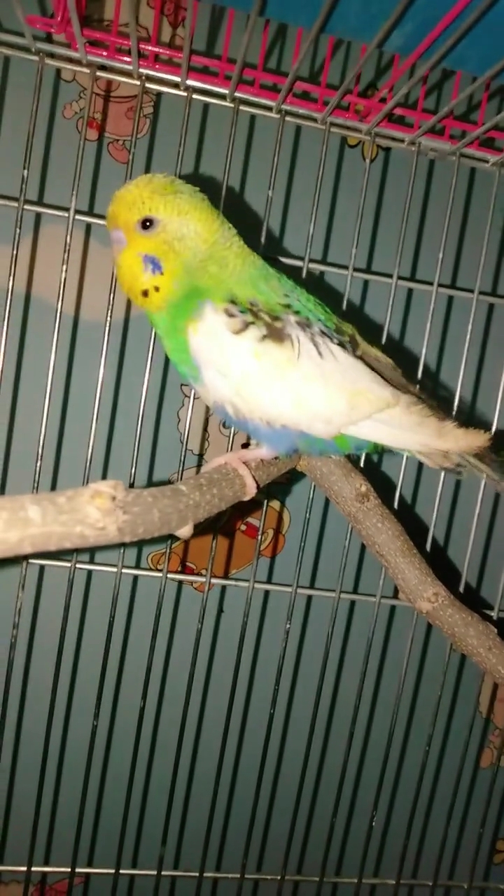 虎皮鹦鹉中可遇而不可求的珍品——半边种(half-sider){特殊变异}-度