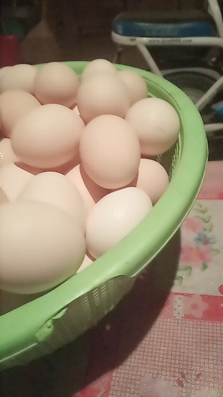 好多鸡蛋呀!