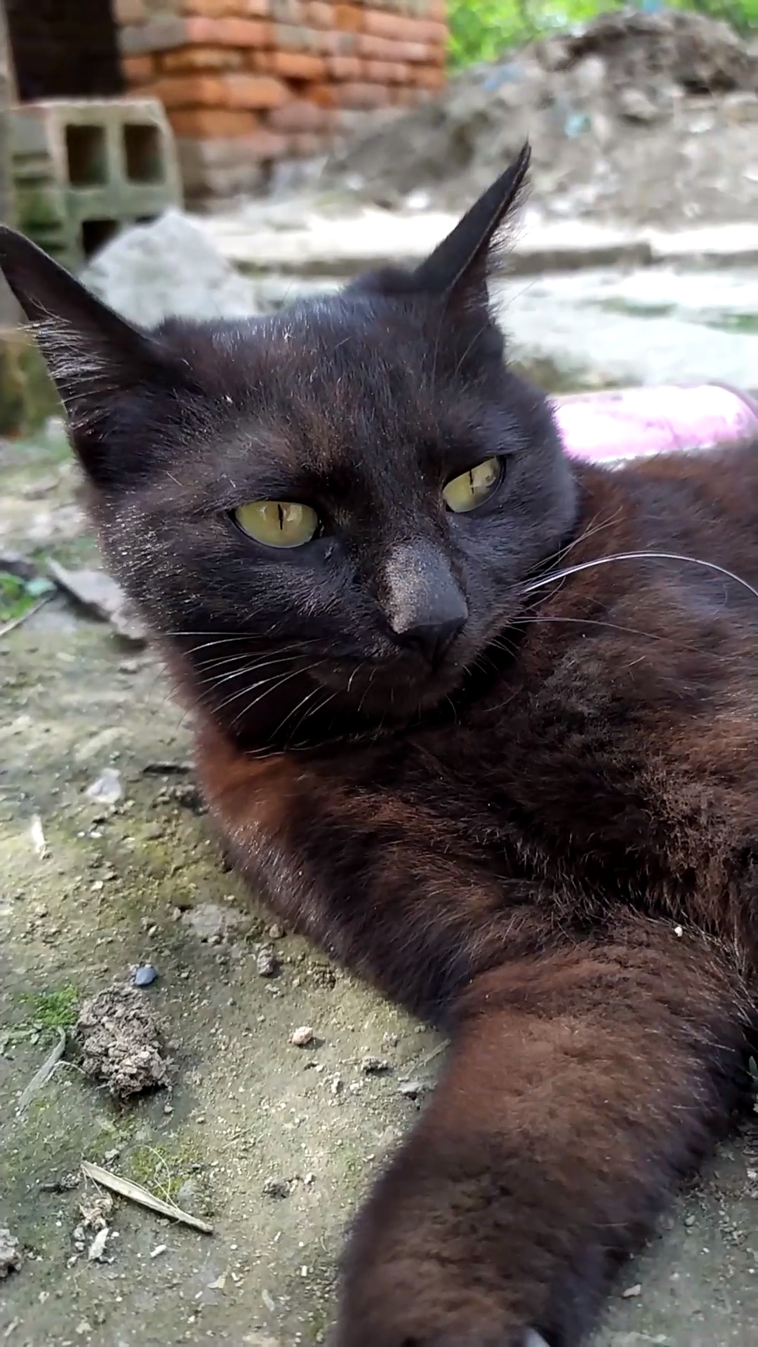 家有萌宠#黑猫来啦