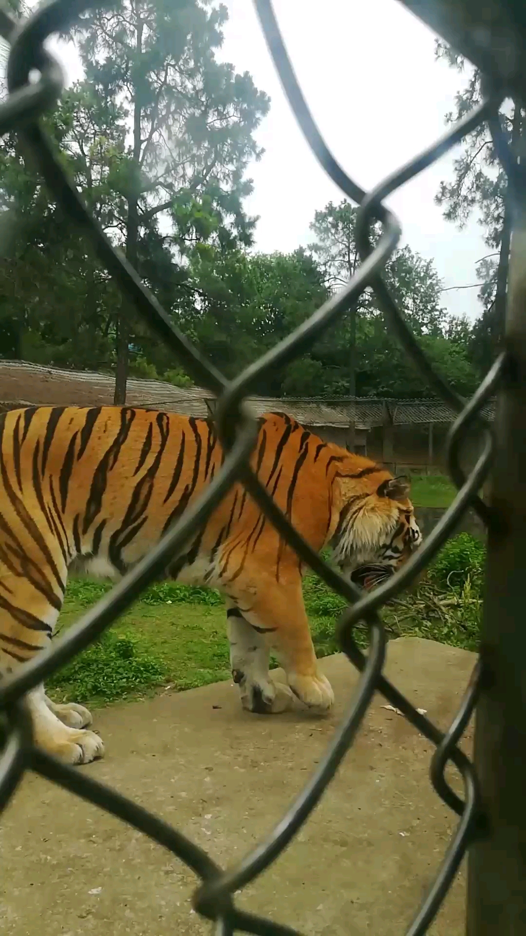 武汉九峰山动物园,猛兽观光车近距离观看老虎!-度小视