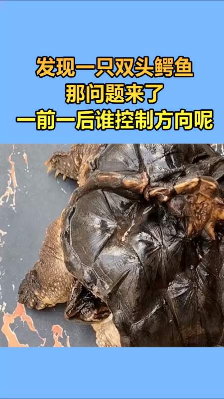 搞笑段子#发现一只双头鳄鱼,那问题来了,谁来控制方向呢