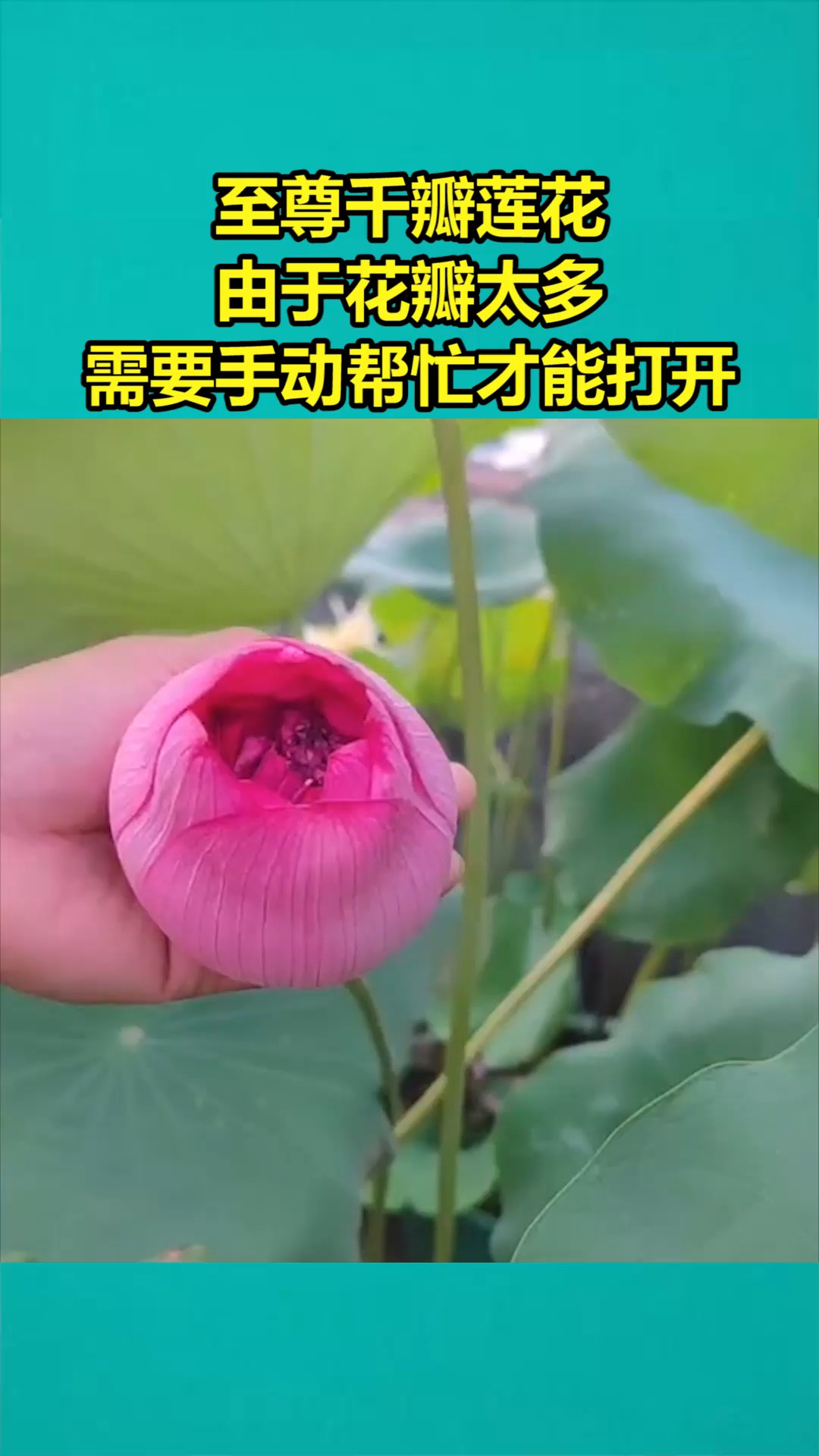 我要上热门至尊千瓣莲花由于花瓣太多需要手动帮忙才能打开