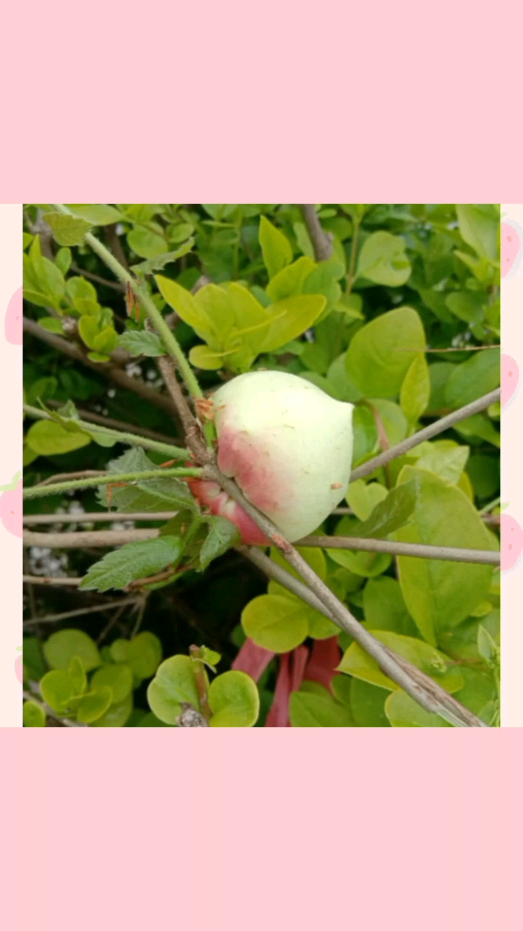 第一次看见青冈树上结桃子