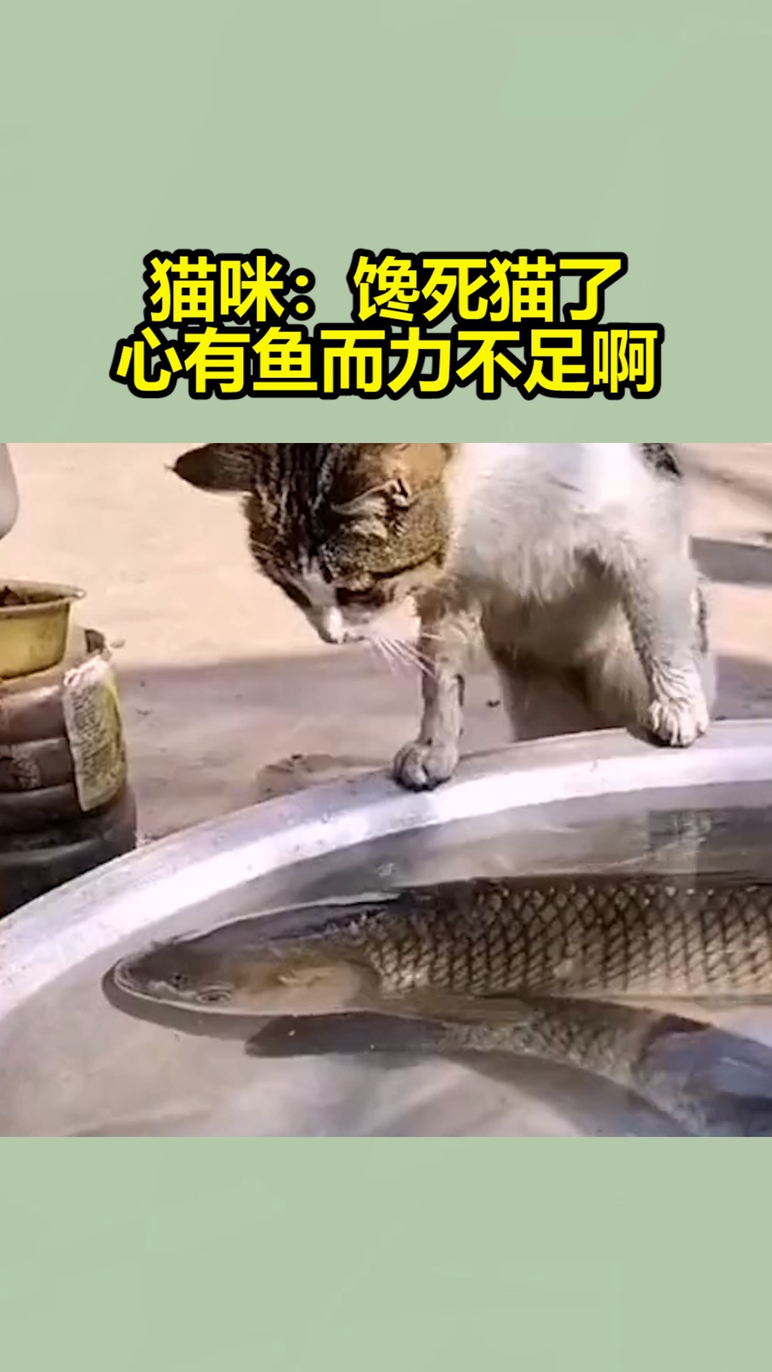 小猫手机屏抓鱼图片