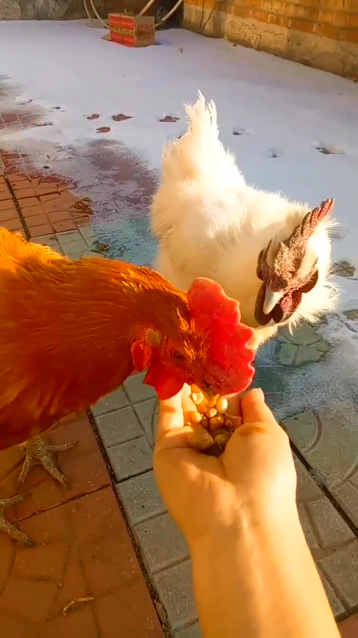 公鸡:这么两颗玉米,我都还吃不饱呢!