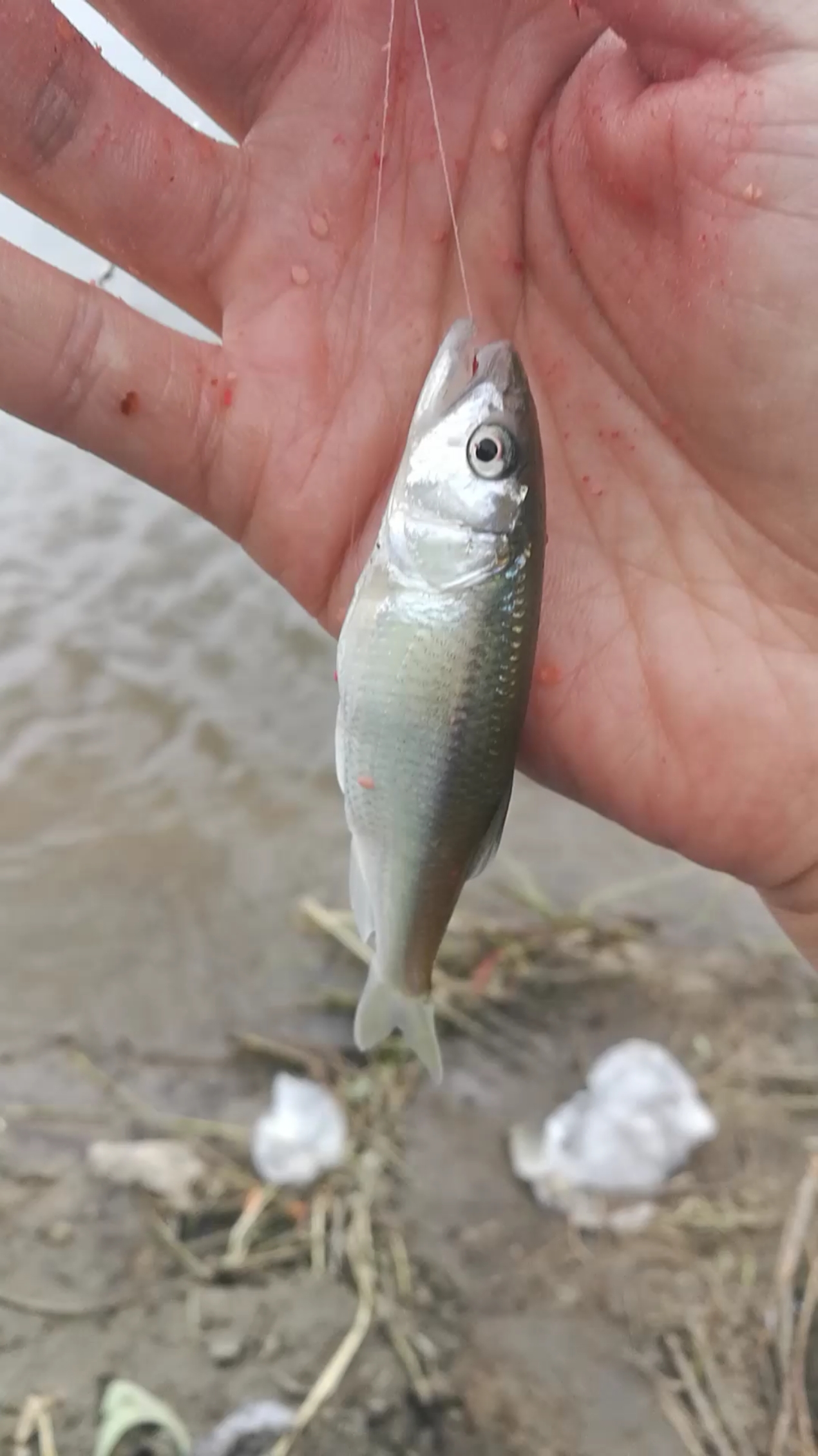 松花江馬口魚