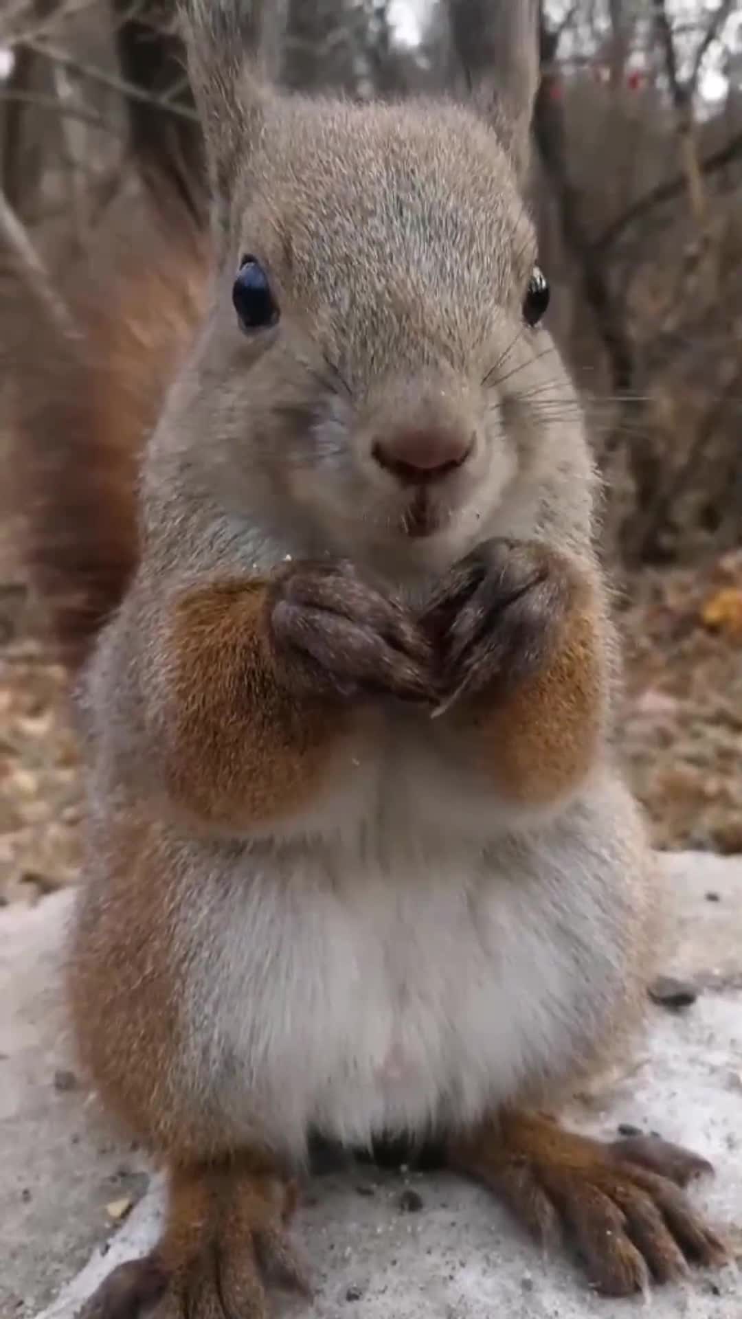 近距离看小松鼠吃坚果这剥松果的手法真利落太可爱了