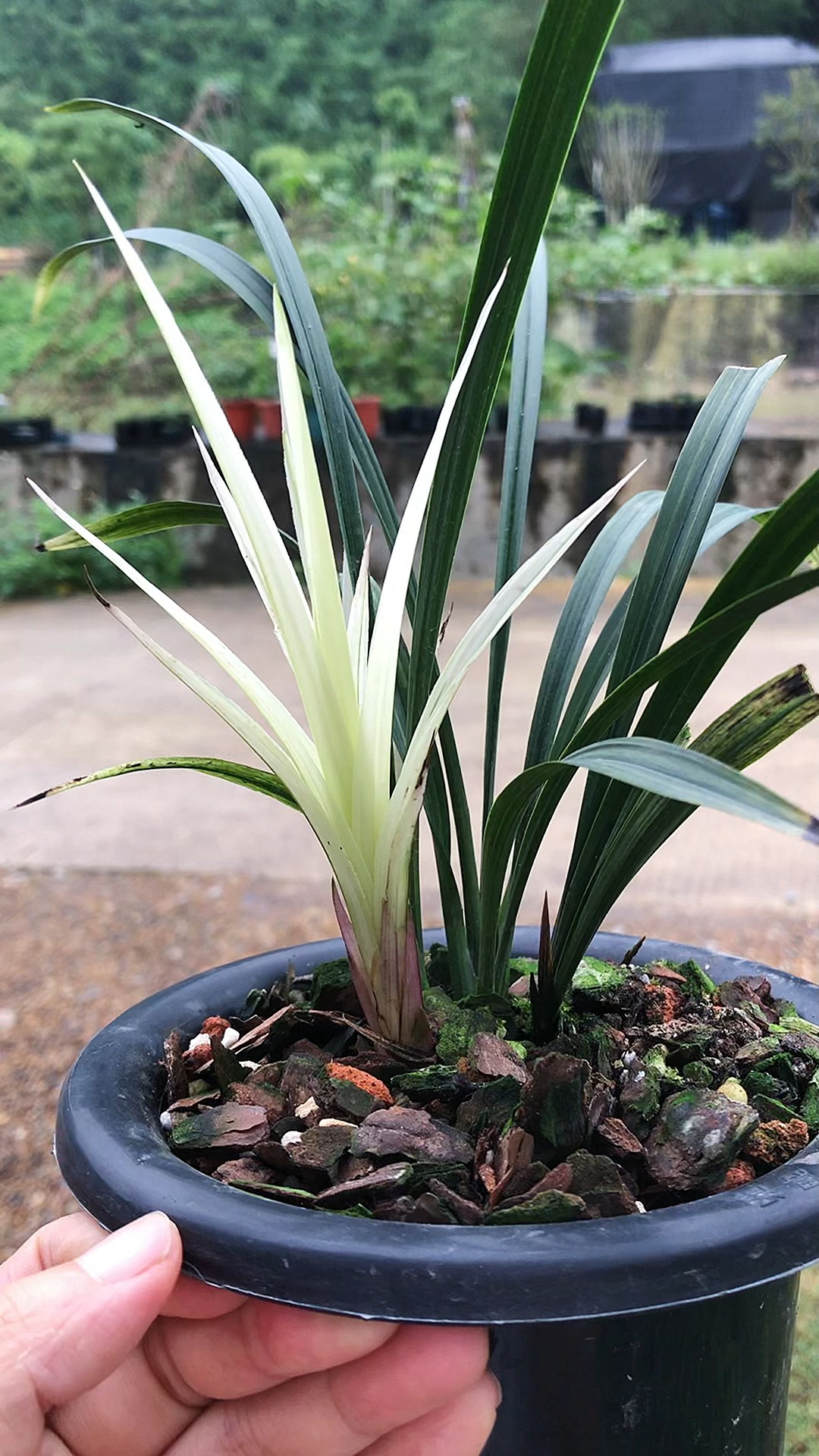 兰花寒兰深情一个非常有特色的兰花品种新芽为通体白色成苗之后颜色归