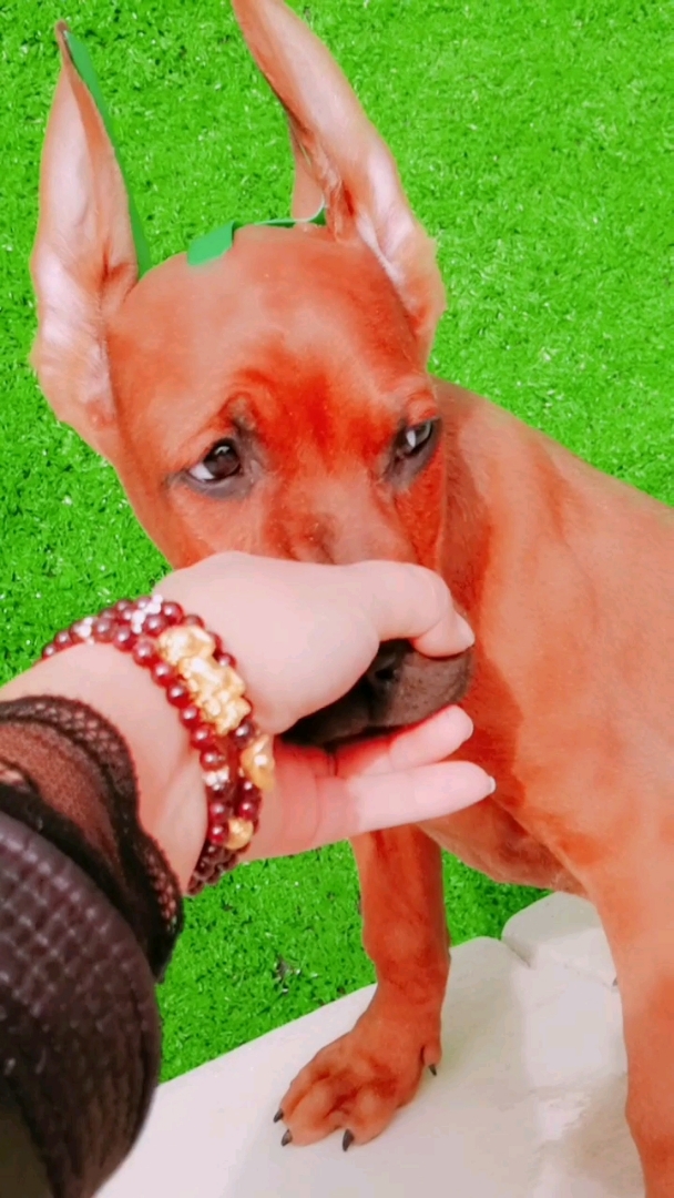 神宠来袭#漂亮可爱小红狼