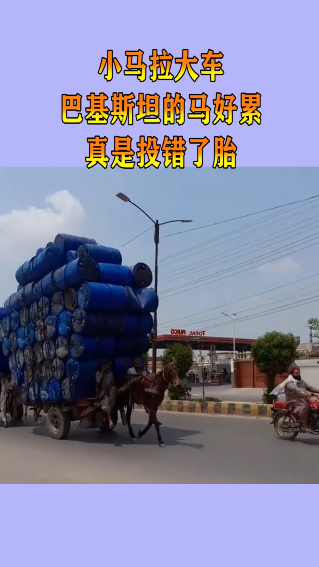 奇趣#小马拉大车,巴基斯坦的马好累,真是投错了胎!